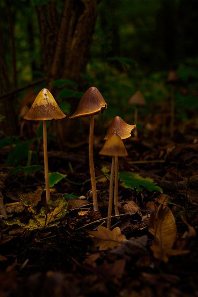 The lights in the mushrooms by Martin van Kammen