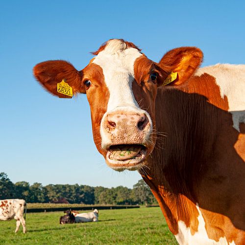 La vache a l'air surprise (portrait photo)