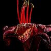 Amaryllis, der Moment vor von SO fotografie