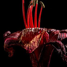 Amaryllis, der Moment vor von SO fotografie