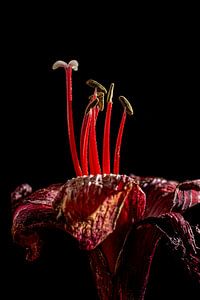 Amaryllis, der Moment vor