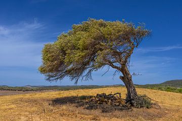 scheefgewaaide olijfboom is gevormd door de wind die er altijd waaid. van Hans Hut