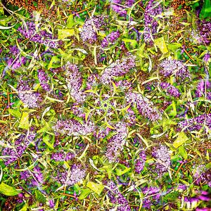 Butterfly Bush
