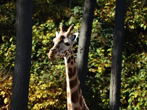Lieve Giraffe