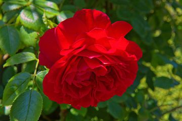 Rose rouge dans le jardin d'un château