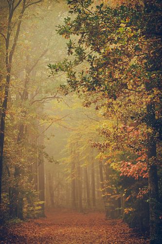 Herfst in Bos