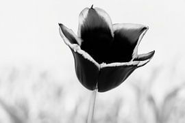 Black tulip with black and white background by Elinena
