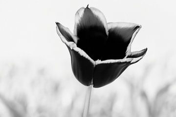Zwarte tulp met zwart/witte achtergrond van Nicole
