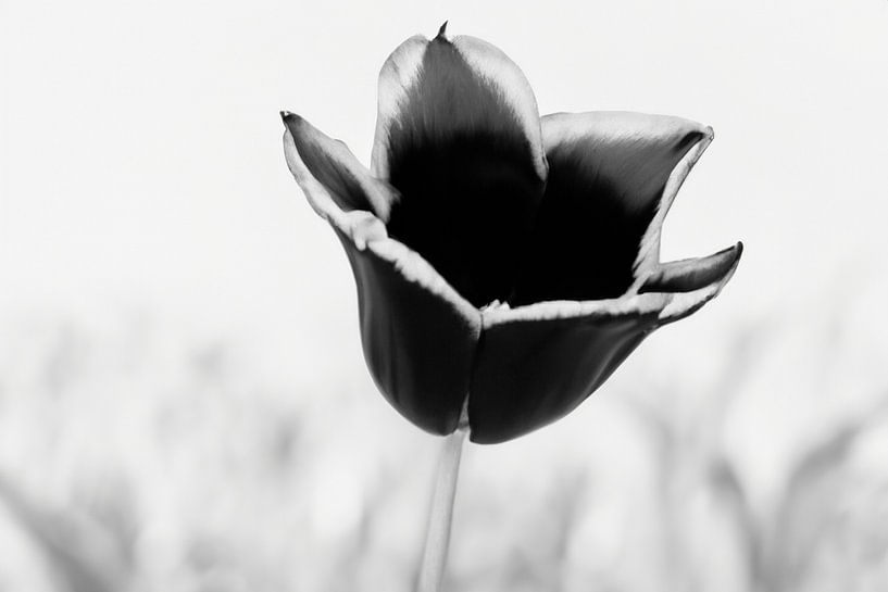 Black tulip with black and white background by Nicole