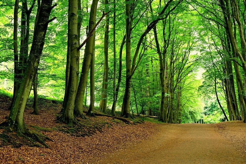 Forest by Ostsee Bilder