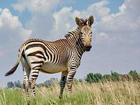 Hartmanns Bergzebra Weibchen
