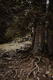 Tree roots nature austria print by Anouk Strijbos