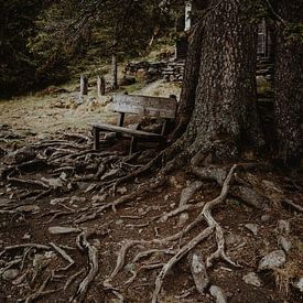 Racines d'arbre, nature, Autriche, impression sur Anouk Strijbos
