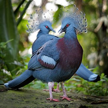 two Red eyed western crowned pigeons standing pretty by Riekus Reinders