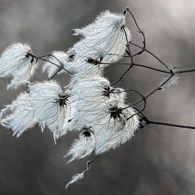 Uitgebloeide clematis in de wind van Anneke Wapstra