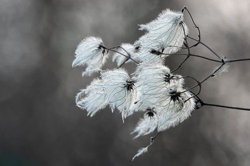 Blooming clematis in the wind