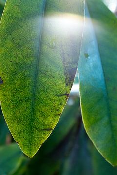 Lens Flare auf einem grünen Blütenblatt eines Rhododendrons | Fine Art Nature Photo | Botanical Art von Karijn | Fine art Natuur en Reis Fotografie