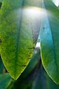 lens flare on a green petal of rhododendron | fine art nature photo | botanical art by Karijn | Fine art Natuur en Reis Fotografie thumbnail