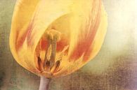 Tulip by Joanne de Graaff thumbnail