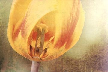 Tulip by Joanne de Graaff