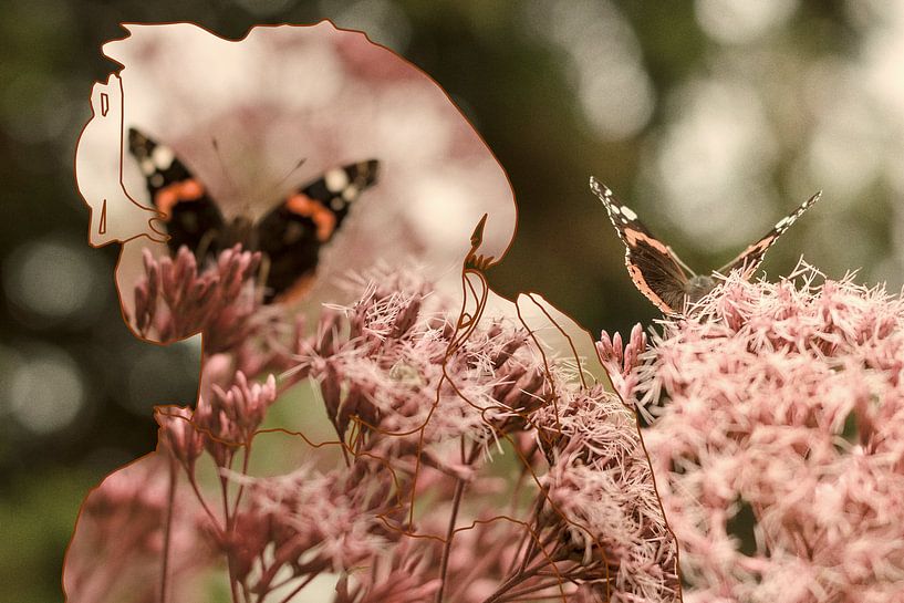 Hotel Butterfly by True Color Stories