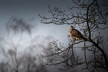 Blonde Buizerd