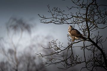 Blonde Buzzard by Nico  Calandra