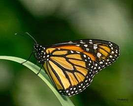 Butterfly by Tomasz_best_shots