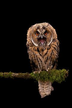 Screaming long-eared owl on a black background by 7.2 Photography