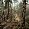 Bomen en rotsen van Martin Podt
