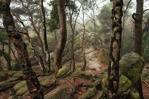 Arbres et rochers
