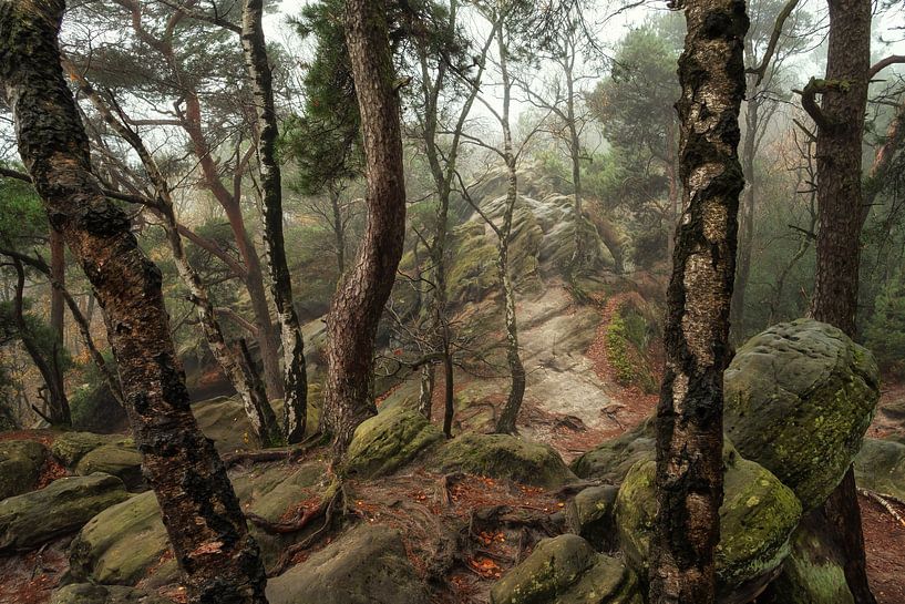 Trees and rocks by Martin Podt