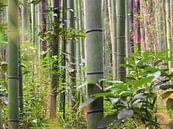 Arashimaya Bamboo Forest - Kyoto van Justin van Schaick thumbnail