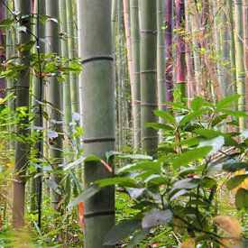 Arashimaya Bamboo Forest - Kyoto von Justin van Schaick
