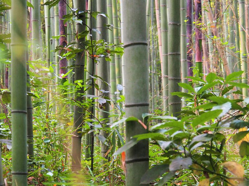 Arashimaya Bamboo Forest - Kyoto van Justin van Schaick