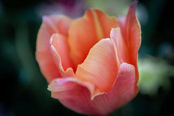 Close by you can see every detail