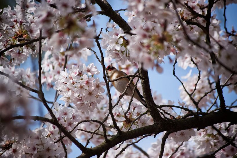 Goldfinch between cherry blossoms I by marlika art