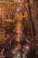 Trees in Autumn Colours