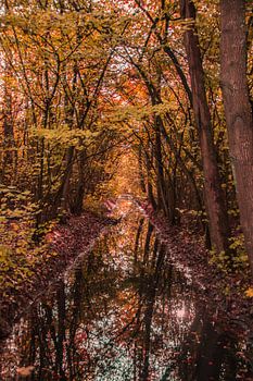 Bäume in Herbstfarben