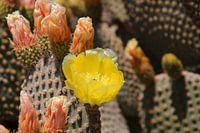 Blossoms of prickly pear cactus