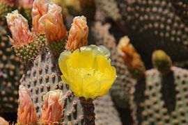 Fleurs de cactus à figues de barbarie sur Ines Porada