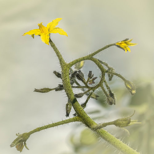 Die Tomate entfaltet sich. von Alie Ekkelenkamp