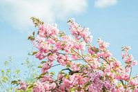 Flower tree
