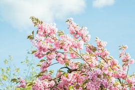 Flower tree by Vera  Vink