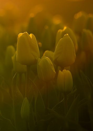 Gele tulpen in de ochtendzon