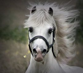Welsh-stallion portrait by san image