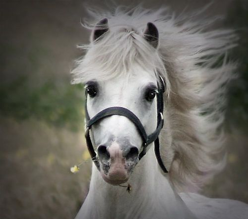 Welsh-Hengst portret
