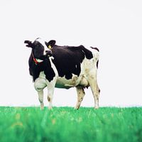 De zwart witte koekeloer