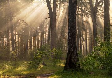 zonnige ochtend in het bos van Mykhailo Sherman