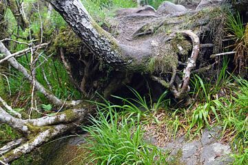 dead trunk by Babetts Bildergalerie